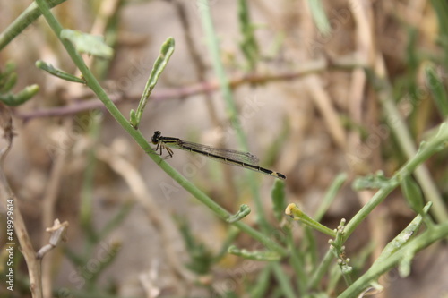 Odonate, demoiselle