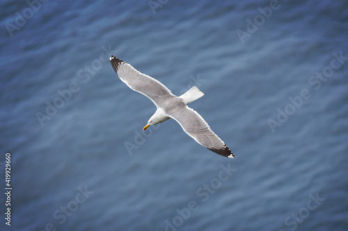 Seagull flying over the blue sea. A large white water bird hovers over the deep blue sea, Tyrrhenian sea, Capri island, Italy © Viennamotion KG