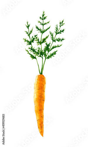 Watercolor carrot. Hand drawn illustration is isolated on white. Orange vegetable is perfect for agricultural design, farm poster, icon, logo, card, fabric textile
