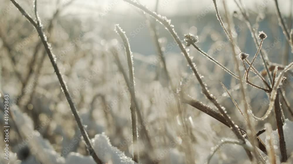 Snow And Frost Covered Plants Under Sunlight Snow And Frost Covered Plants Under Sunlight
