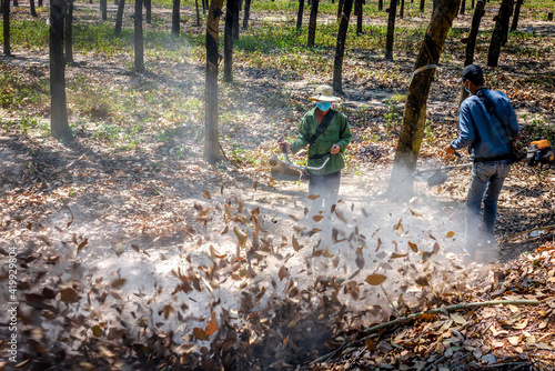 Men are sweeping leaves in rubber farms by machine in Tay Ninh province, Vietnam.