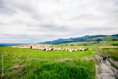 Herd of sheep on beautiful mountain meadow. Grywałd, Pieniny, Poland. Picturesque landscape background on mountainous terrain.