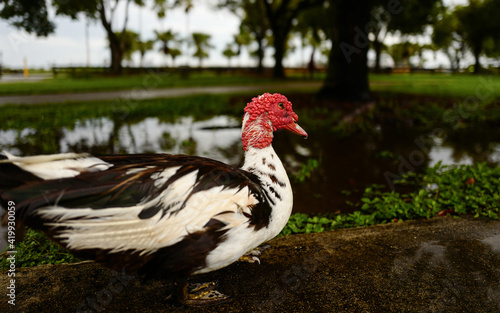 Black and white muskovy duck feeding and drinking water from a flooded tropical park road after a heavy storm photo