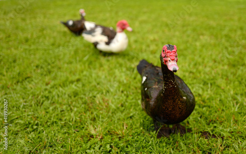 Black and white muskovy duck feeding on a wet tropical park grass field after a heavy storm photo