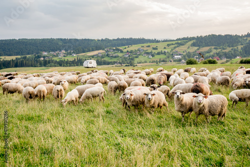 Herd of sheep on beautiful mountain meadow. Grywałd, Pieniny, Poland. Picturesque landscape background on mountainous terrain. © Snowboy