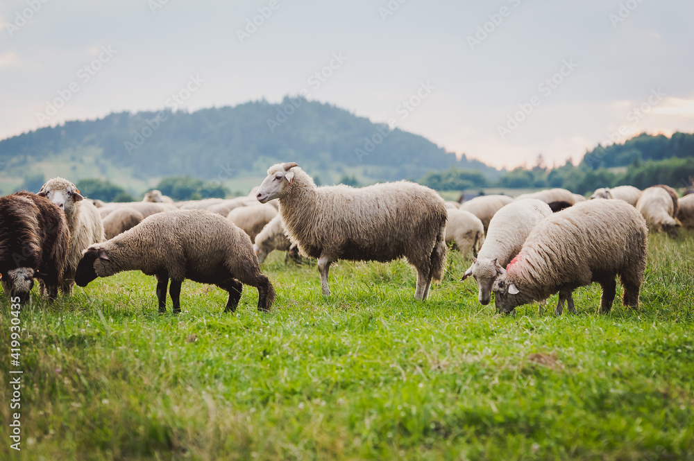 Herd of sheep on beautiful mountain meadow. Grywałd, Pieniny, Poland. Picturesque landscape background on mountainous terrain. Herd of sheep on beautiful mountain meadow. Grywałd, Pieniny, Poland. Picturesque landscape background on mountainous terrain.