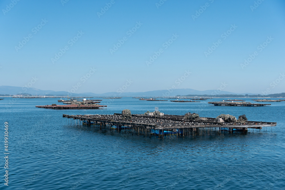 mussel and oyster cultivation rafts in ria de Arousa, Galicia, Spain