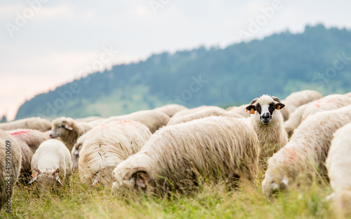 Herd of sheep on beautiful mountain meadow. Grywałd, Pieniny, Poland. Picturesque landscape background on mountainous terrain.