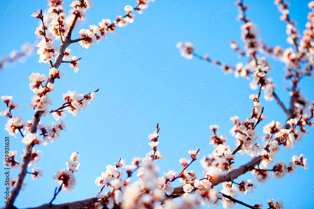 Spring frame or background of blossom tree. Beautiful nature scene with blooming tree and sun flare. Springtime Spring frame or background of blossom tree. Beautiful nature scene with blooming tree and sun flare. Springtime