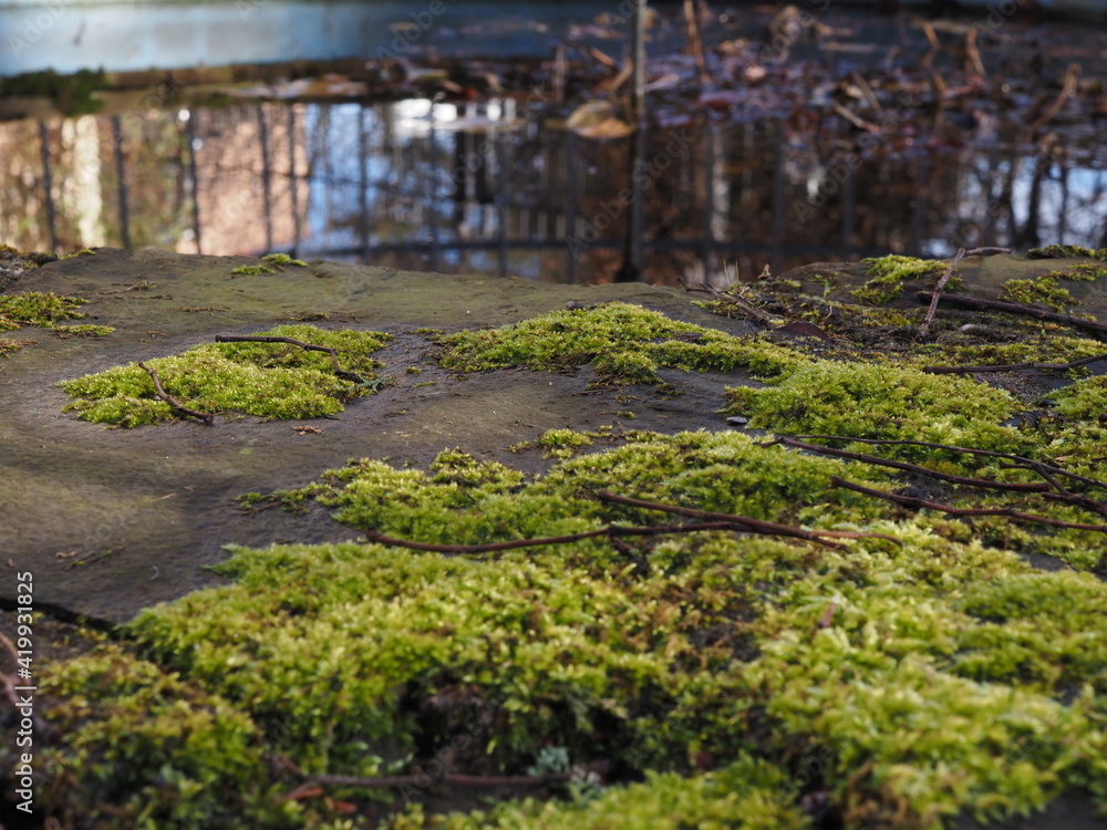 Moos auf Naturstein welches am Ufer eines Gewässers verbaut ist und Bäume die sich im Wasser spiegeln