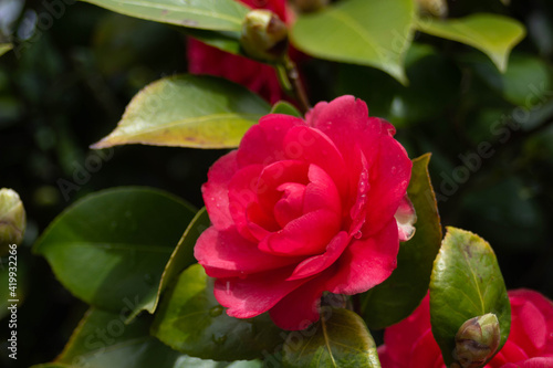 Flor rojiza de camelia