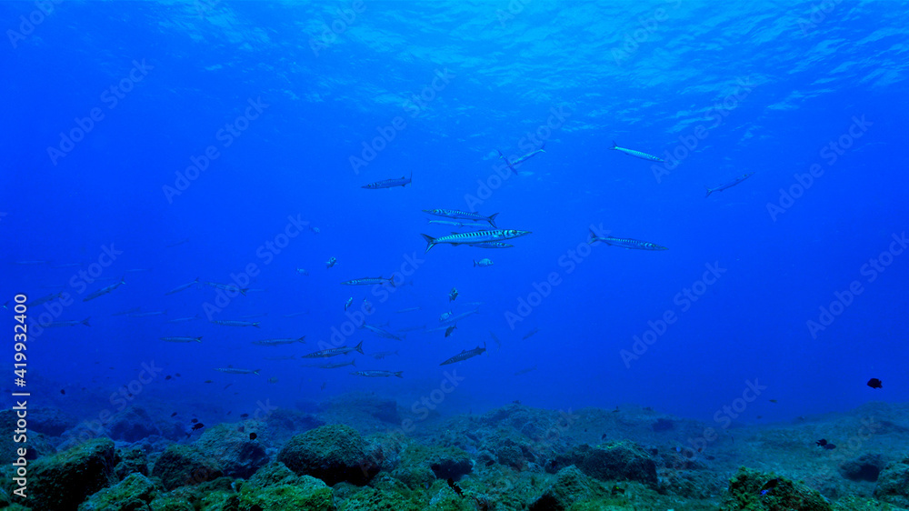 Fototapeta premium School of Barracuda fish in the blue ocean