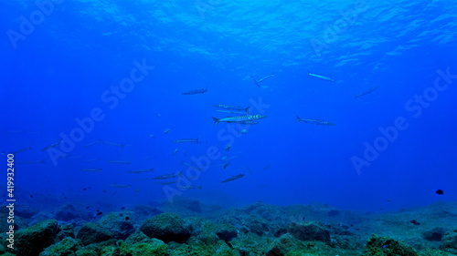 School of Barracuda fish in the blue ocean