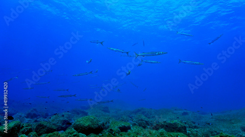 School of Barracuda fish in the blue ocean © Johan