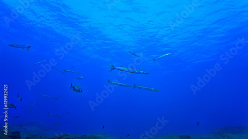 School of Barracuda fish in the blue ocean