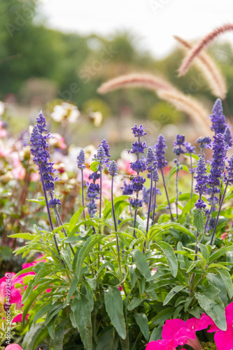 Beautiful and colorful flowers in garden with a blurry background