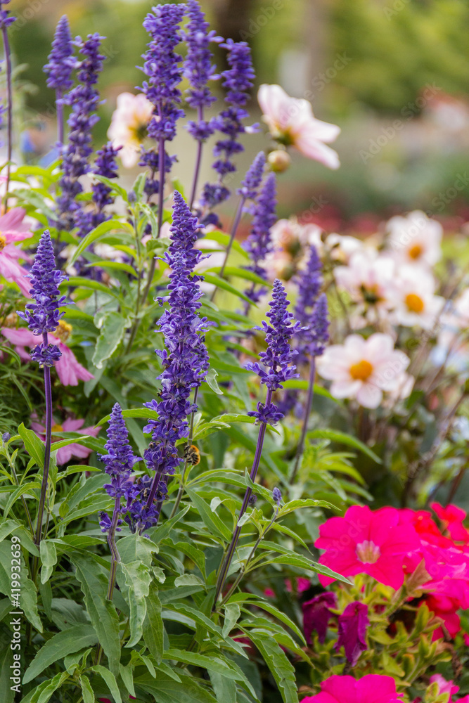 Fototapeta premium Beautiful and colorful flowers in garden with a blurry background