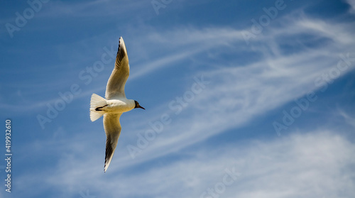 seagull in sky, Möwe