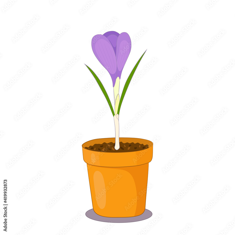 Crocus flower in a clay pot on white background. Spring plant illustration.