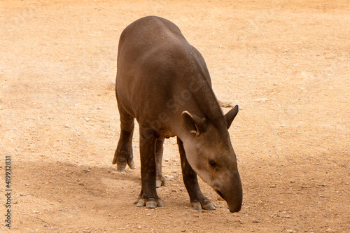 Closeup to Tapir animal isolated on white background