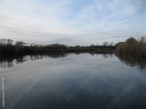 Landscape of the river reeds.