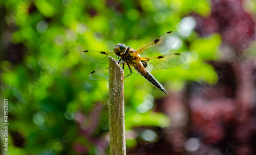 dragonfly on a flower, Libelle © Sebastian