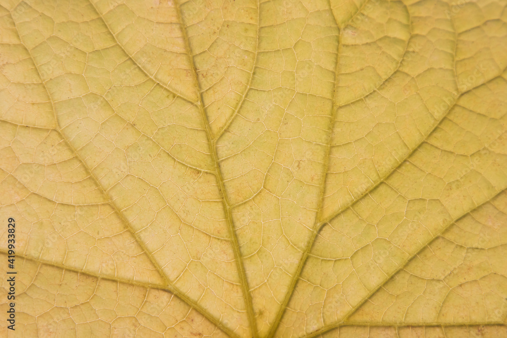 Obraz premium Background of a yellow cucumber leaf with veins. Close-up