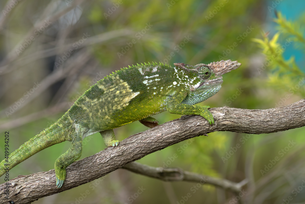 Fischer chameleon perched on a branch Fischer chameleon perched on a branch