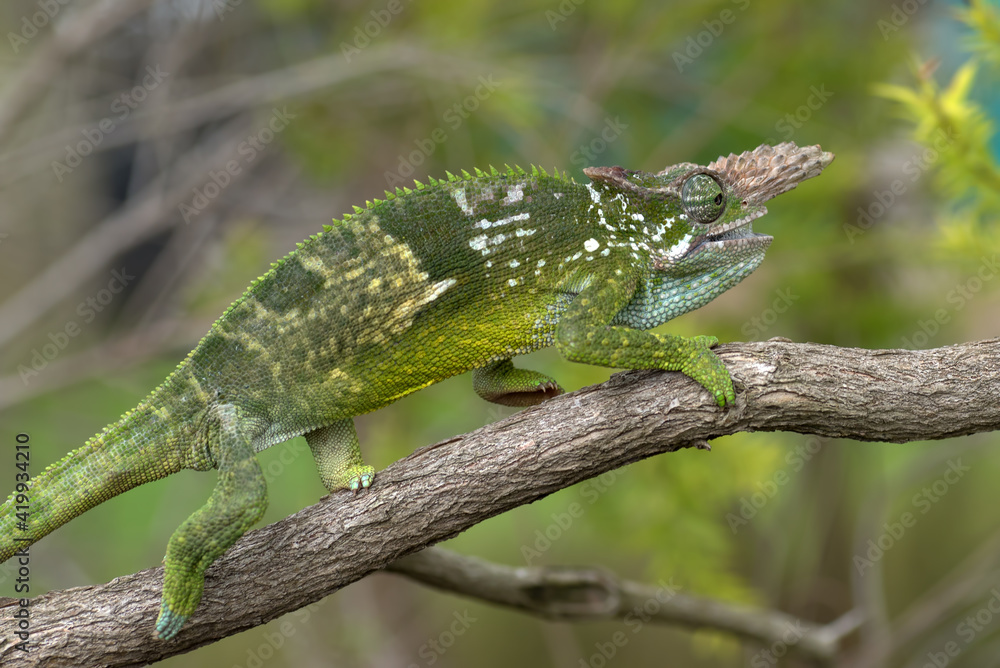 Fischer chameleon perched on a branch Fischer chameleon perched on a branch