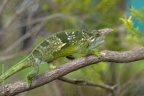 Fischer chameleon perched on a branch