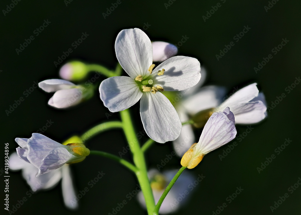 Obraz premium Weiße Blüten vom Wiesen-Schaumkraut im Frühling als Nahaufnahme, Cardamine pratensis