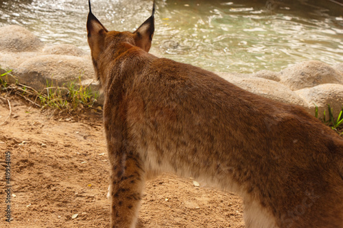 Closeup to back of Lynx in the zoo 