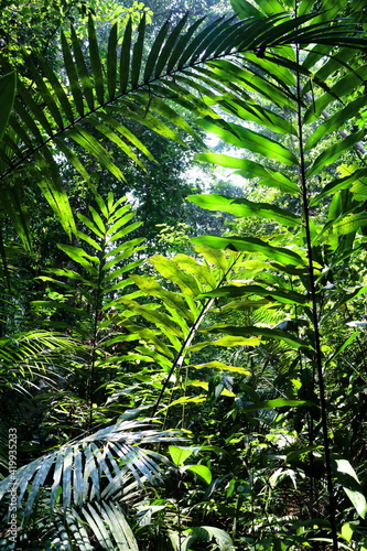 Leaves in the jungle of Malaysia