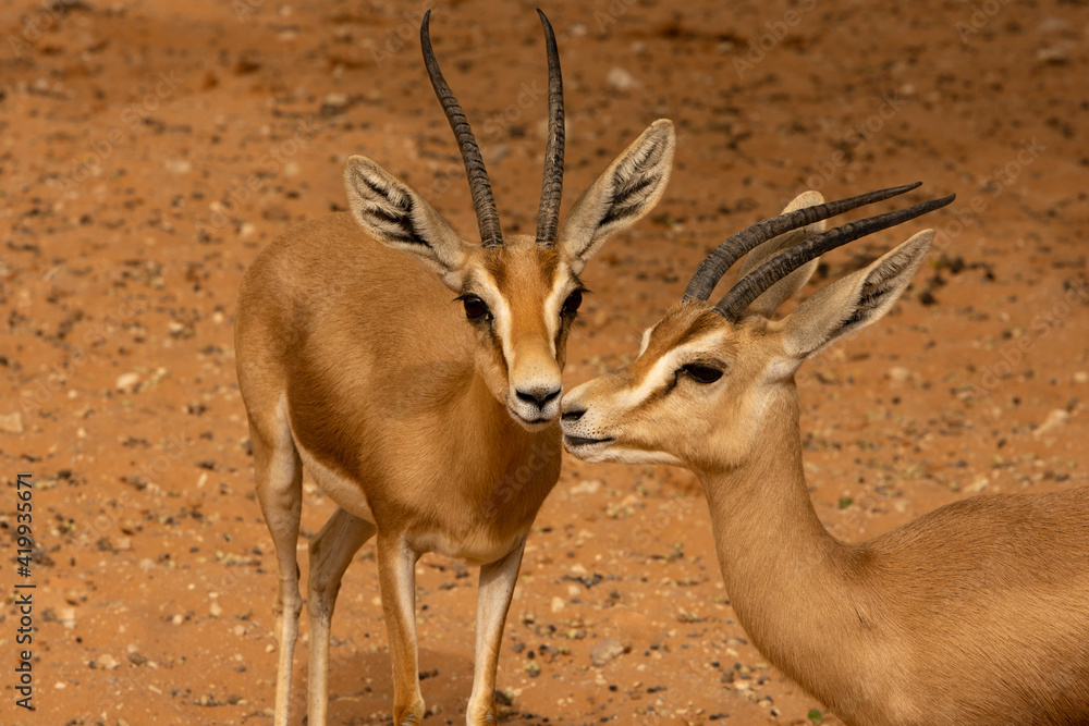 Closeup to Reem gazelle or a Dorcas Gazelle Closeup to Reem gazelle or a Dorcas Gazelle