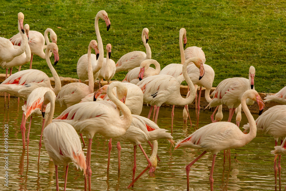 Closeup to flamingos birds on nature environment Closeup to flamingos birds on nature environment