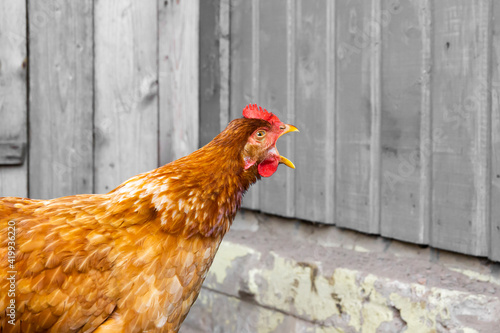 Redhead chicken wide open mouth and shouts in front of gray wooden doors