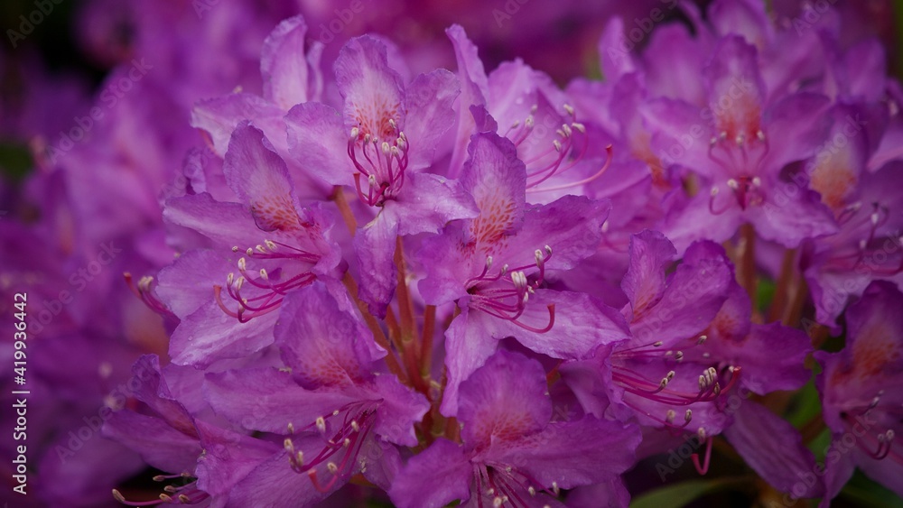 Rhododendron in bloom 