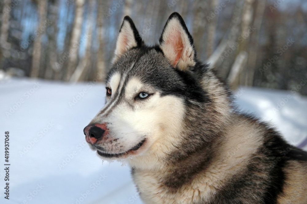 Siberian Husky close-up, portrait in the snow. A husky with multicolored eyes . Love for pets