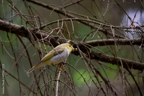 Selective focus photo. Wood warbler bird.  Phylloscopus sibilatrix. photo