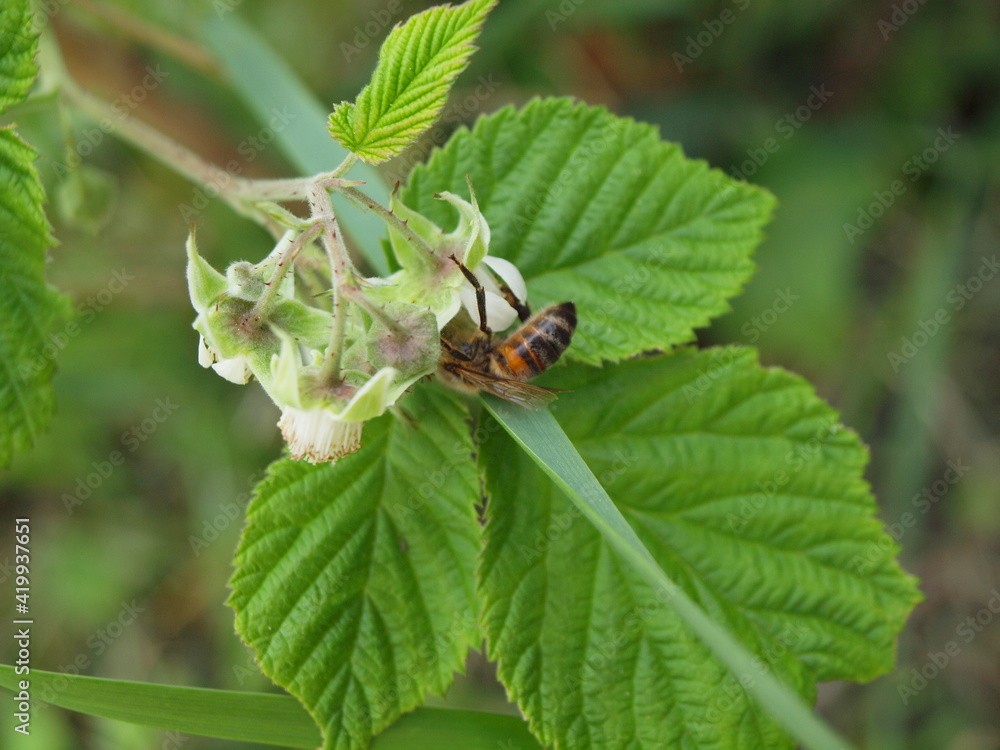Fototapeta premium abeille 7