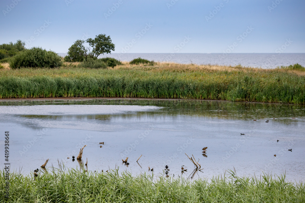 Lake with Birds Framed by Reed in Front of Ocean, Germany, Europe