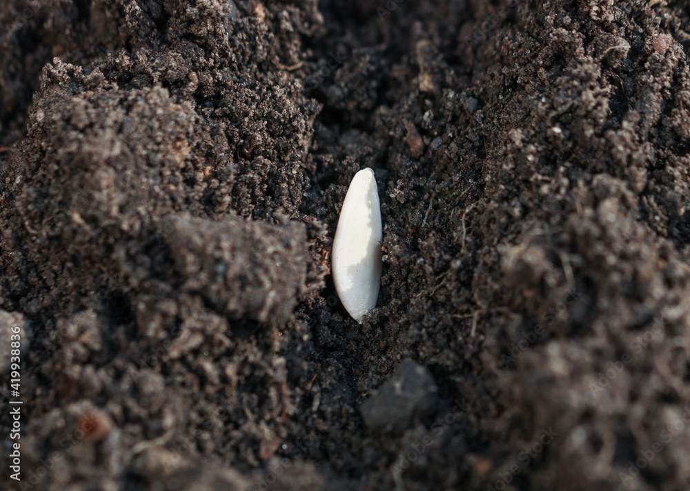 Seed in the ground.
The seed of a cucumber lies in the middle in the ground. Side view close-up. Seed in the ground.
The seed of a cucumber lies in the middle in the ground. Side view close-up.