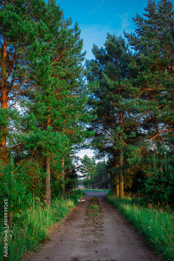 Obraz premium path in the forest