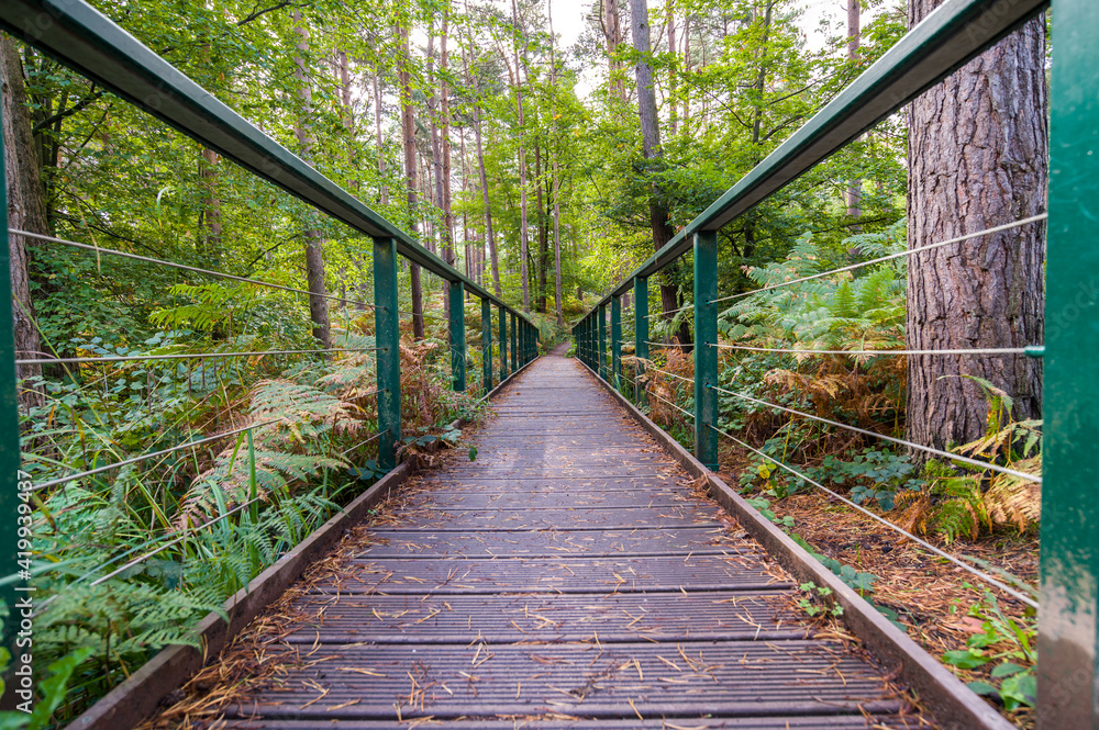 Obraz premium Bridge in a forest in England