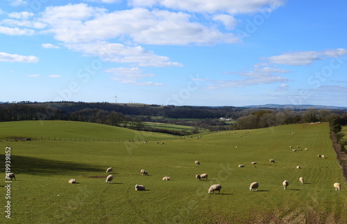 Field of sheep in rural Vale of Glamorgan, South Wales, UK