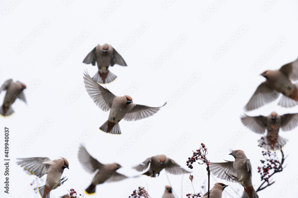 Fototapeta premium The Bohemian waxwing (Bombycilla garrulus)