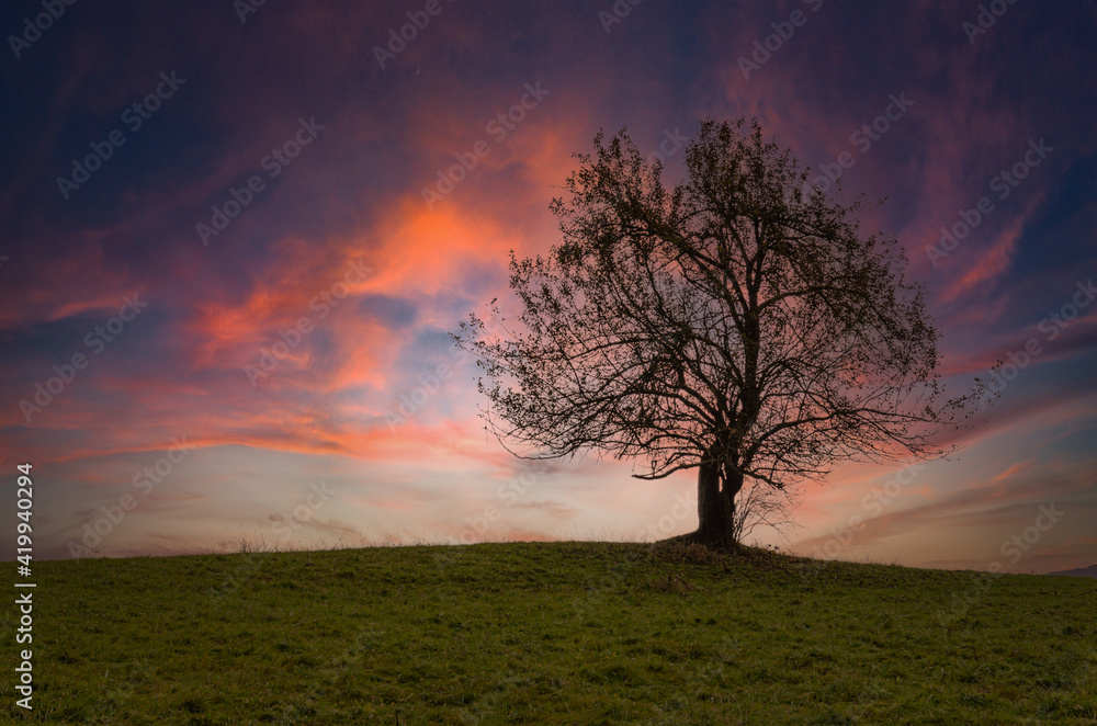 Fototapeta premium Lonely tree in the countryside during sunset, Czech Republic