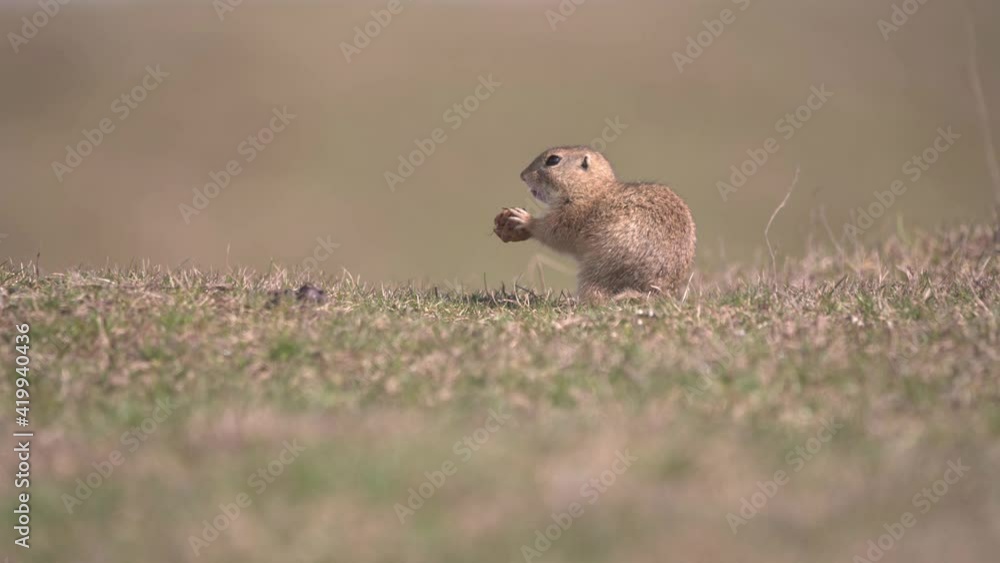 Spermophilus citellus eating and playing with a walnut on the meadow Spermophilus citellus eating and playing with a walnut on the meadow