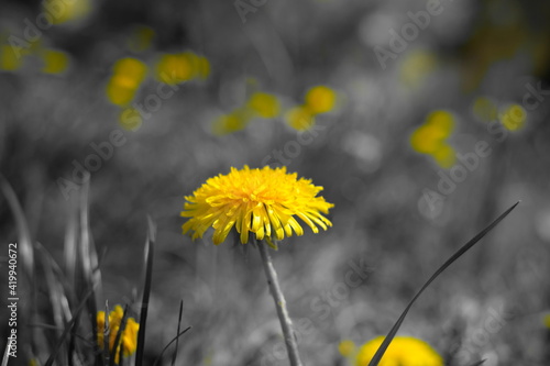 dandelions on a meadow photo