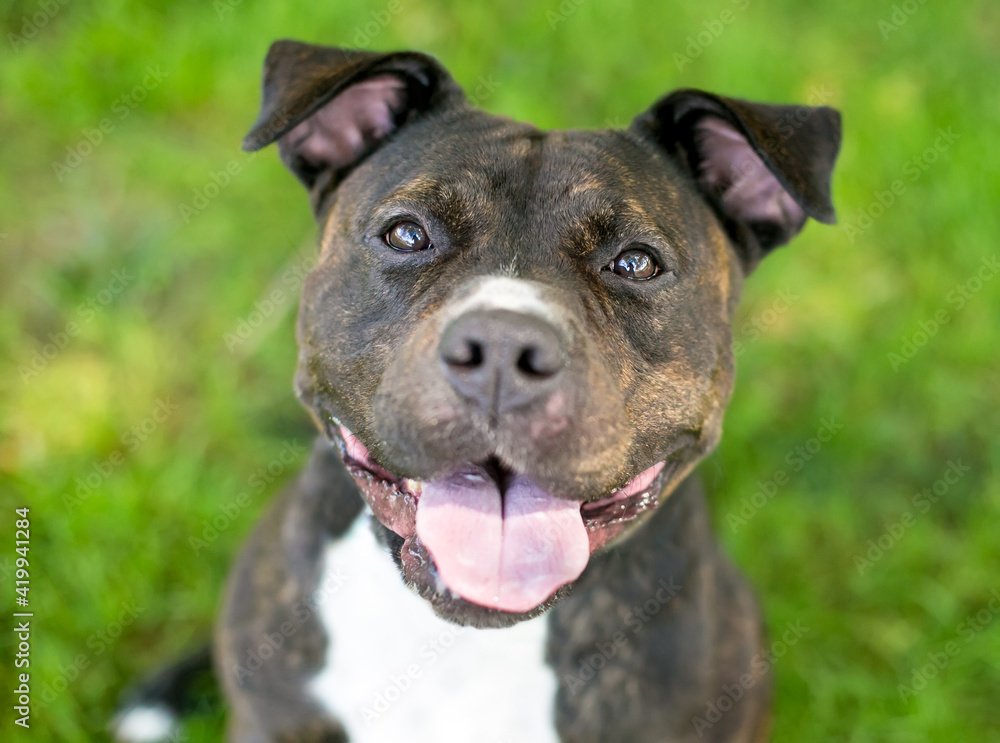 A happy brindle and white Staffordshire Bull Terrier mixed breed dog looking up at the camera